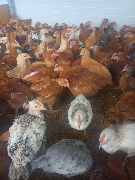 Vindem pui de carne si puicute outoare