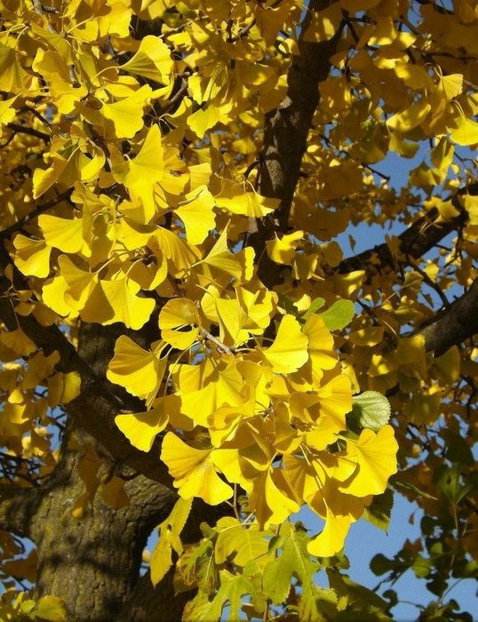 Ginko Biloba ...