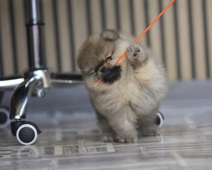 Предлагается мальчик померанского шпица