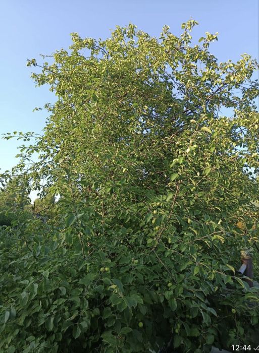 Продам дачу 8соток в дачном обществе горизонт.