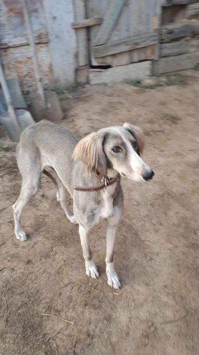 Тазылар сатылады