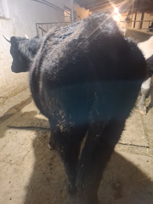 Продам молодую телку