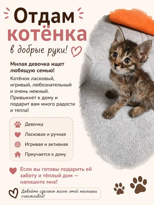 Котенок в добрые руки ненавязчивым остлеживанием судьбы!