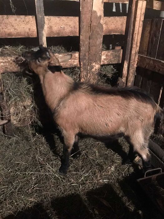 Tap de vânzare 600 lei