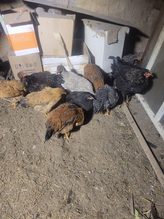 Продам цветные куры