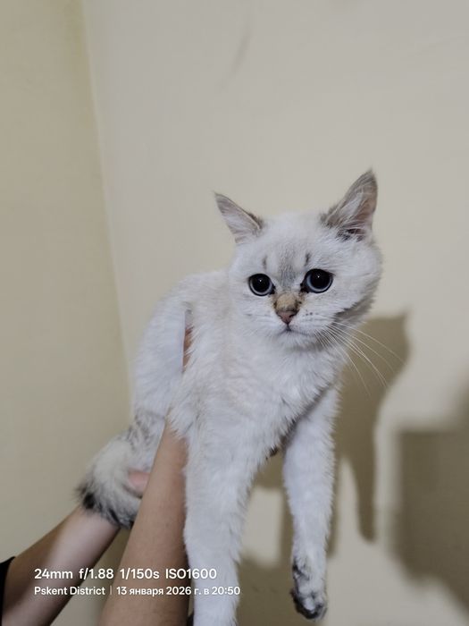 Sotiladi mushuk zoti Shinshila