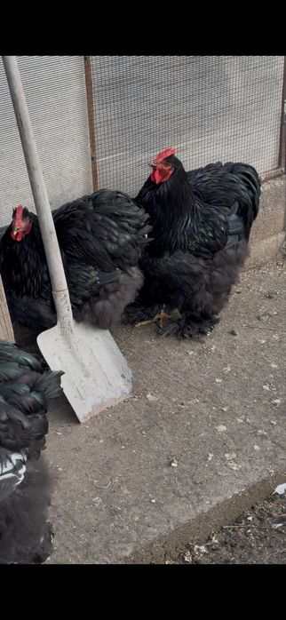 Cocosi cochinchina bobat / albastru