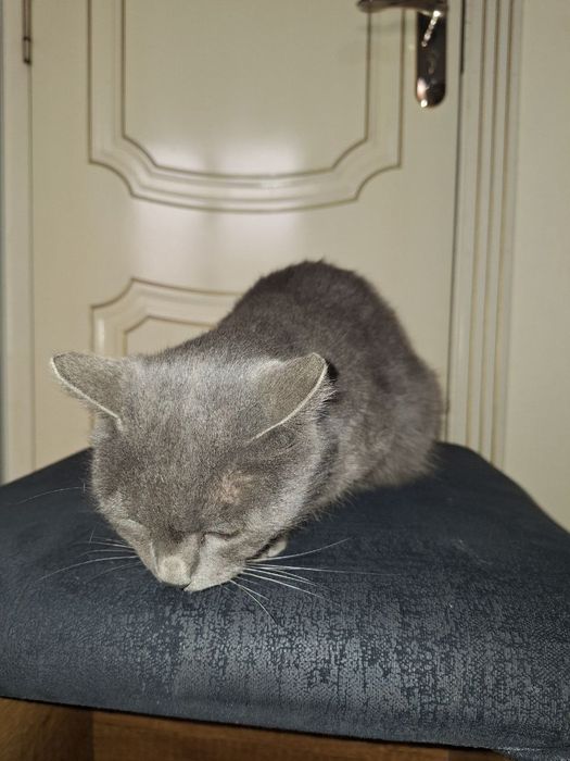 British Shorthair mushuk sotiladi