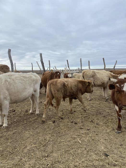 еркек баспактар сатылады