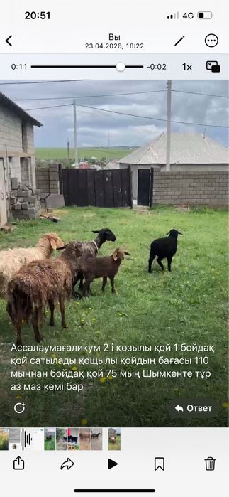 Қозылы қой қошқар қой