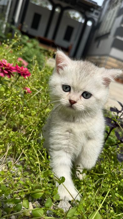 Продаются котята,шотландские скоттиш фолд и страйк