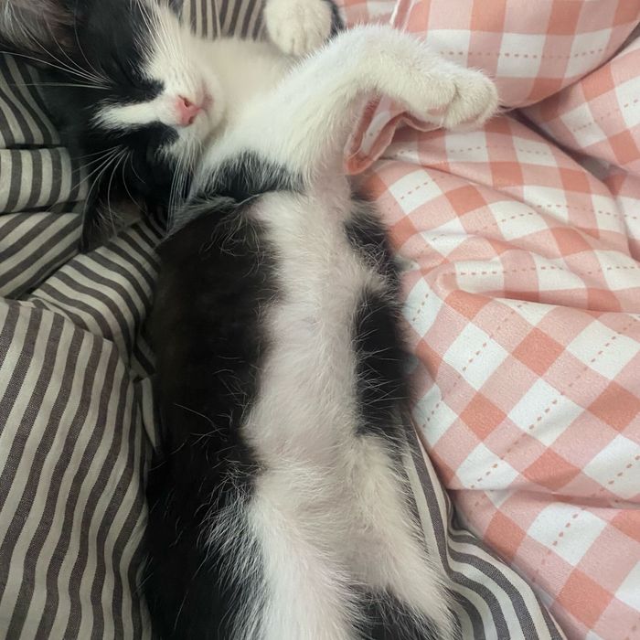 Актобе! Отдаем двух котят бесплатно!