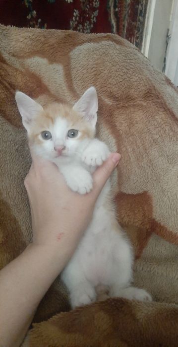 Котята в заботливые руки