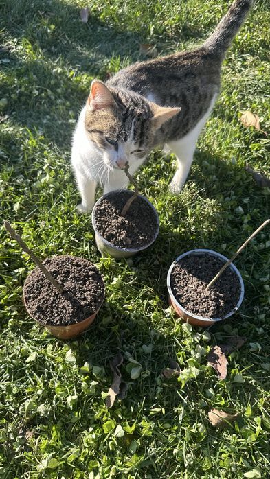 Фиданки от орехово дърво