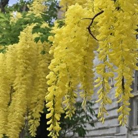 Wisteria (Glicina )La Ghiveci
