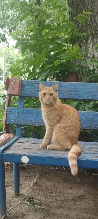 Отдаю бесплатно кота