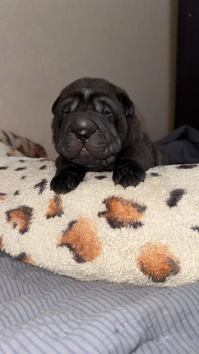 Продажа щенков шарпей