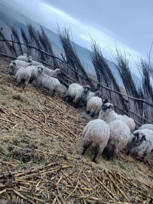 Se vind 5 oi foarte bune 850 bucata