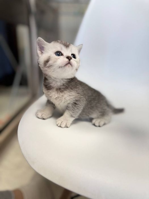 скотиш страйт серебристая шиншилла мальчик