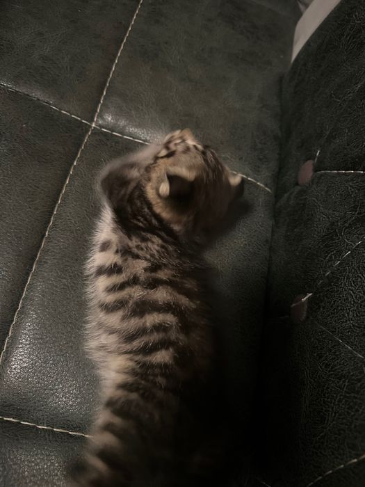 Отдам кота весло уху
