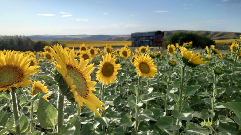 Мёд горно лесной.
