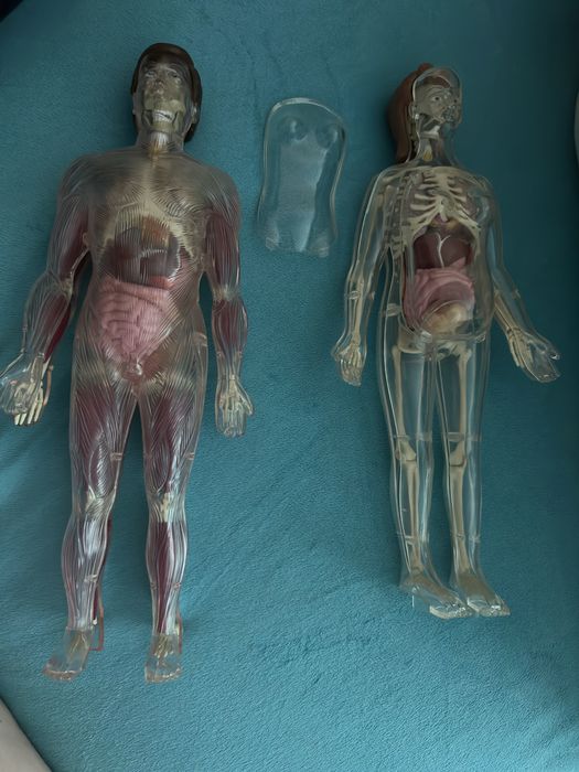 Колекция Човешкото тяло, Деагостини