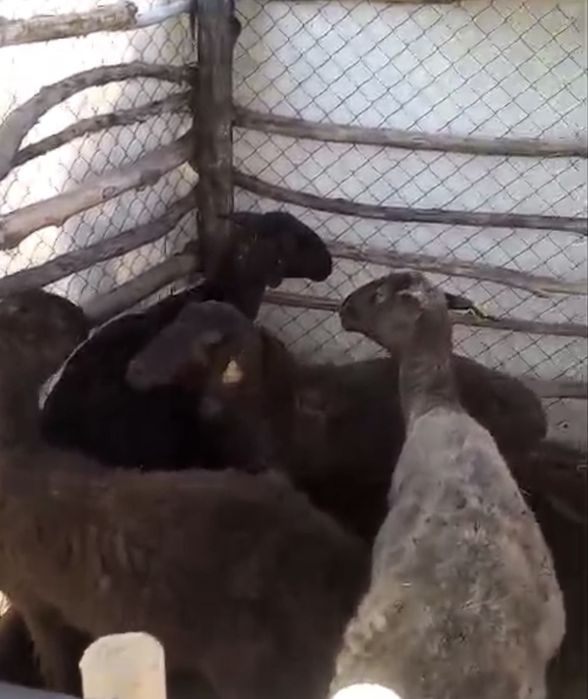Семіз қойлар, тоқты