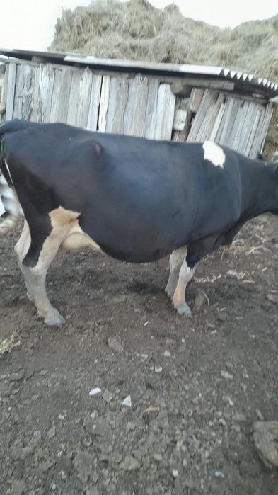 Продам корову стельная