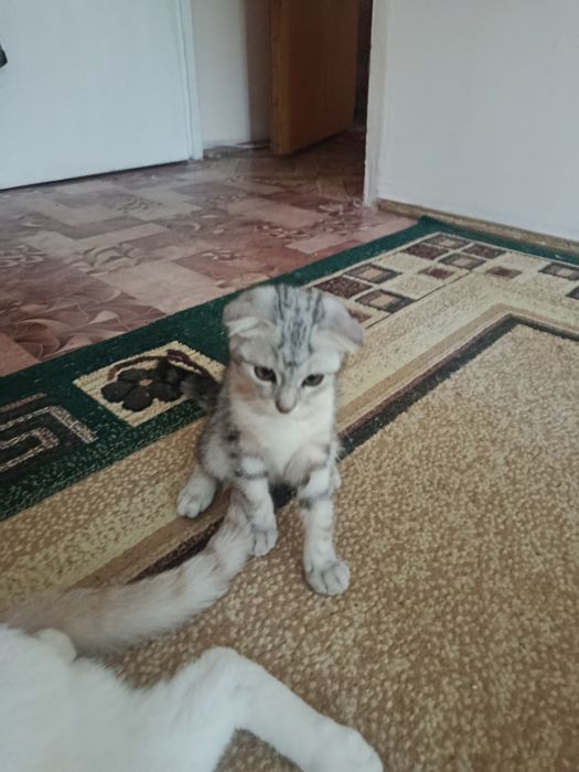 Отдам даром котенка девочка