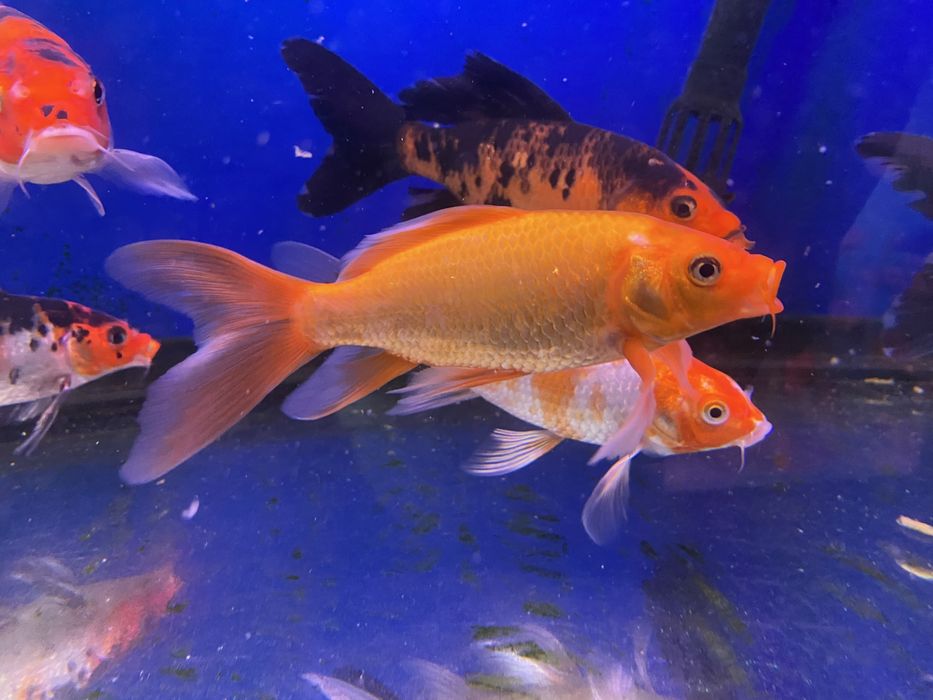 Продам вуалевых карпов кои