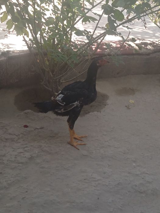 Дакан куланги жуда чемпион ни боласи 700.000