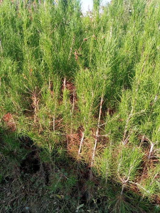 Хамма турдаги сифатли кучатлар бор