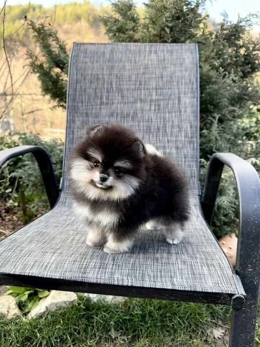 Померан мини момиче. Померанче