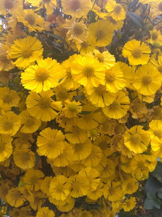 Цветы многолетние