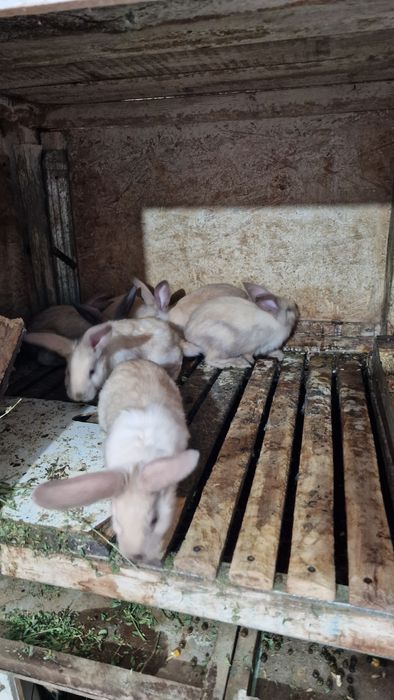 Iepuri Hycole si Secuiești vârsta 2 luni.