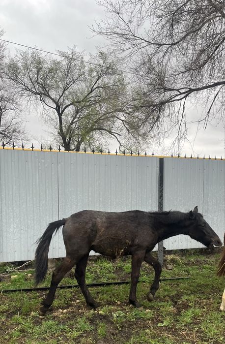Тай шыгар сатылат