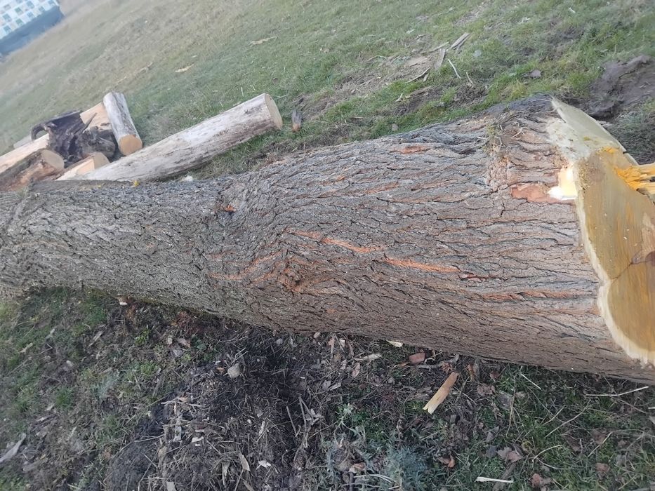 Lemn de Dud de vanzare