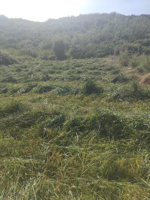Ovăz de vânzare cosit după o suprafață de 1000m.