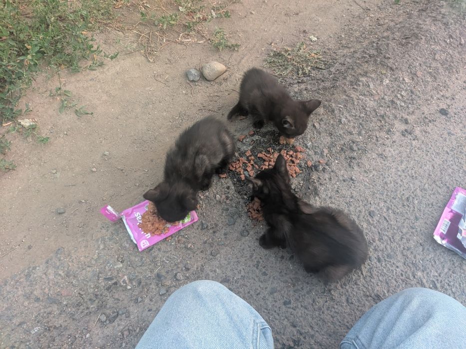 8 котов в добрые руки