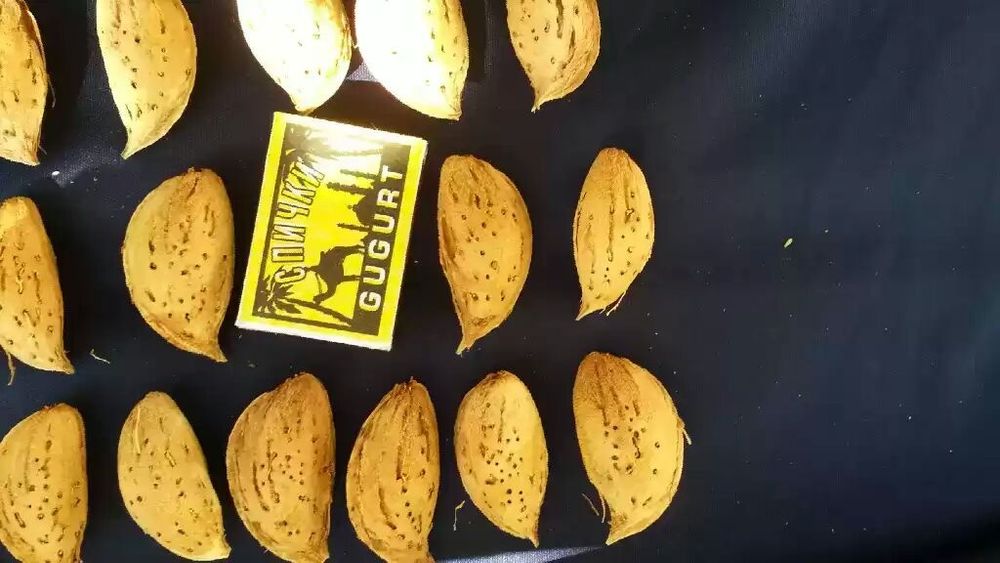 Бодом кучатлари кепан президентки коготи бургут тирнок ва бошкалар