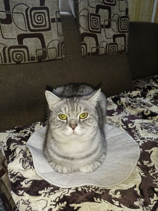 Продаётся кот. Цена договорная.