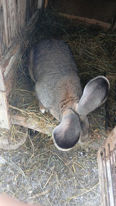 Iepuri uriaș german buni pemtru reproducere