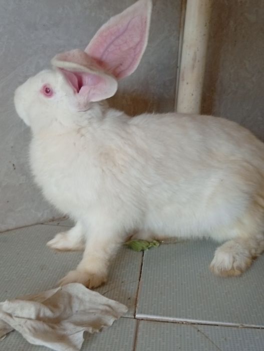 Quyon erkak 2,5 oylik