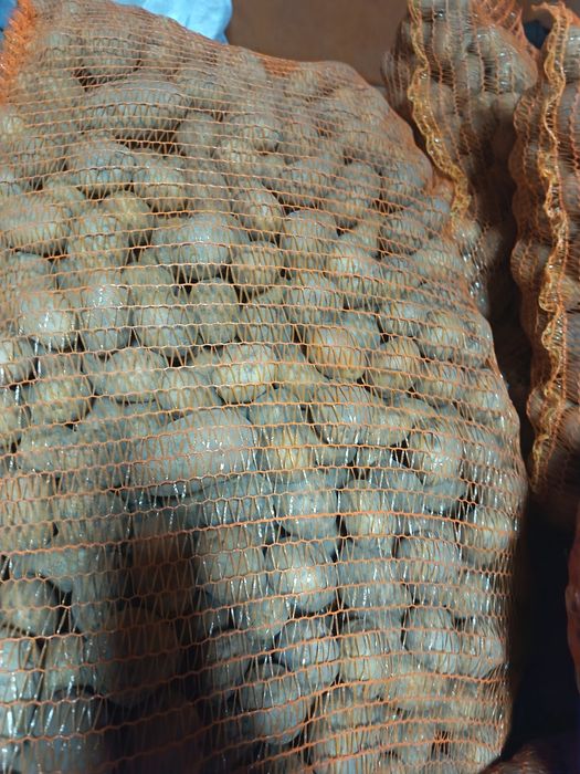 Cartofi de sămânță și de consum