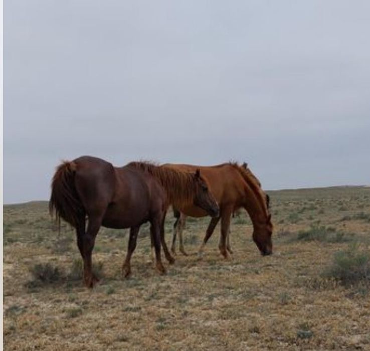 Тез арада,сатылымға үйір жылқы шығарылады!