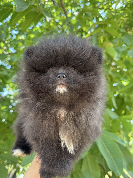 Померан bear face