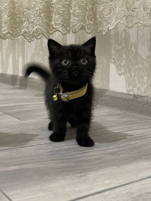 Порода: Скоттиш страйт