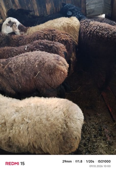 Продам кошкарчиков на развод