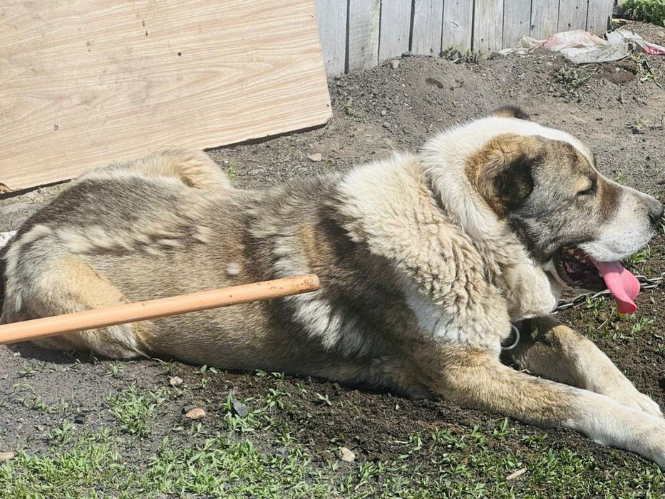 Алабай приученный