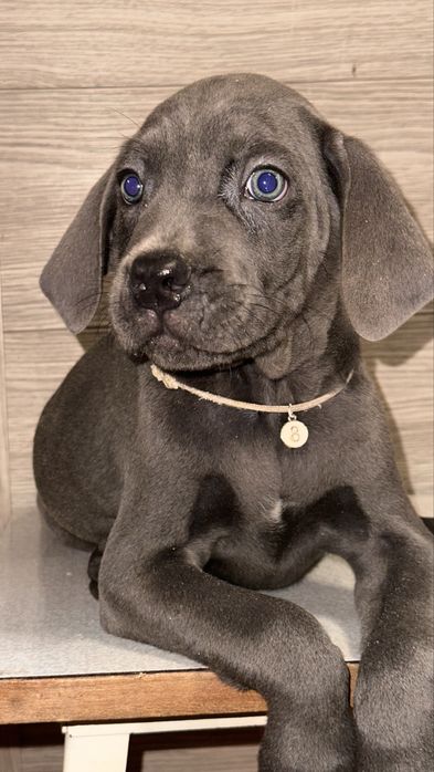 Щенок кане корсо